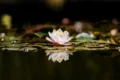 Lotus Awakening